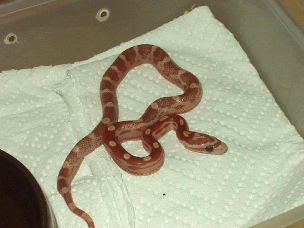 HATCHLING