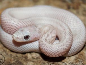 HATCHLING