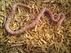 HATCHLING