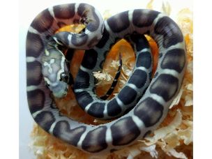HATCHLING