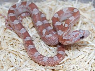 HATCHLING
