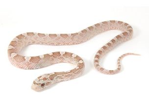 HATCHLING