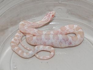 HATCHLING