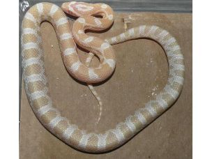 HATCHLING