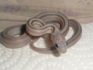 HATCHLING
