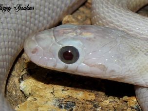 EYE