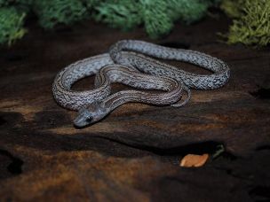 HATCHLING