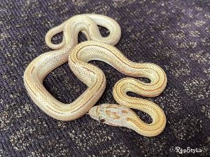 HATCHLING