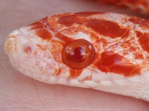 EYE