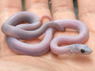 HATCHLING