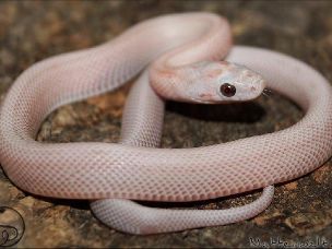 HATCHLING