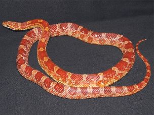 ADULT