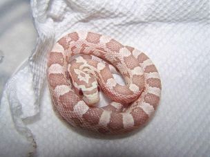 HATCHLING