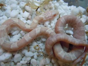 HATCHLING