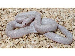 ADULT