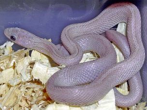 HATCHLING
