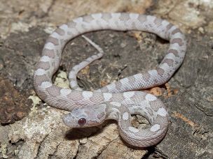 HATCHLING