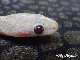 EYE