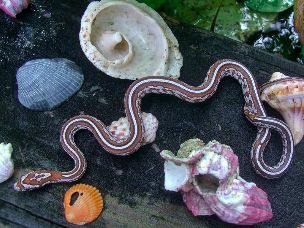 HATCHLING