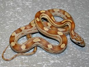 ADULT