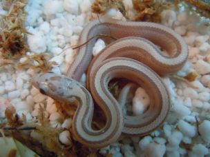 HATCHLING