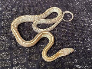HATCHLING