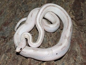 HATCHLING