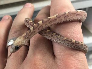 HATCHLING