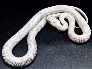HATCHLING