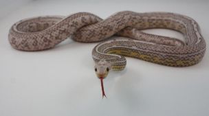 HATCHLING