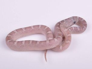 HATCHLING