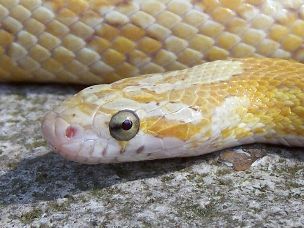 EYE