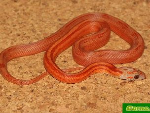 HATCHLING