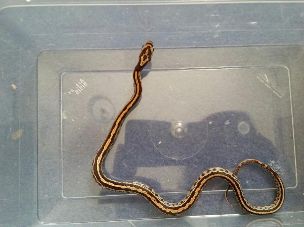 HATCHLING