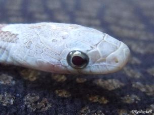 EYE