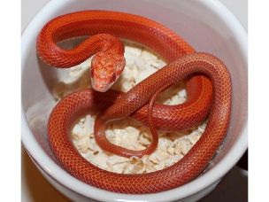 HATCHLING