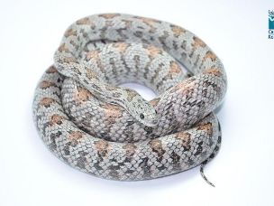 ADULT
