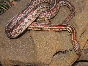 ADULT
