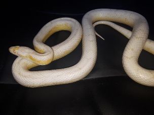 ADULT