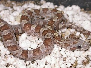 HATCHLING