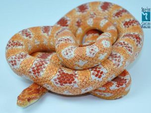 ADULT