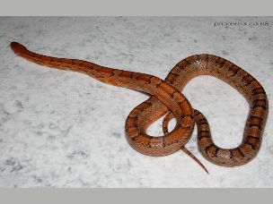 ADULT