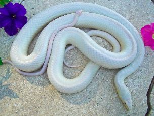ADULT