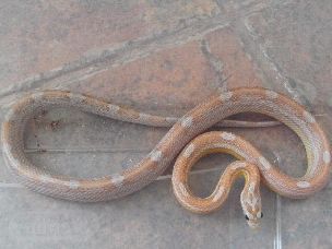 ADULT