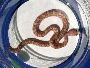 HATCHLING
