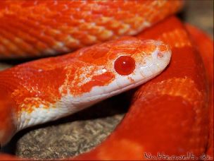 EYE