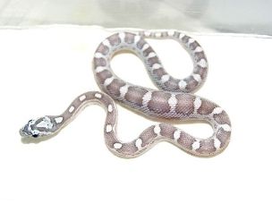 HATCHLING