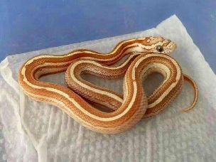 HATCHLING