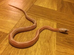HATCHLING