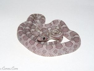 HATCHLING